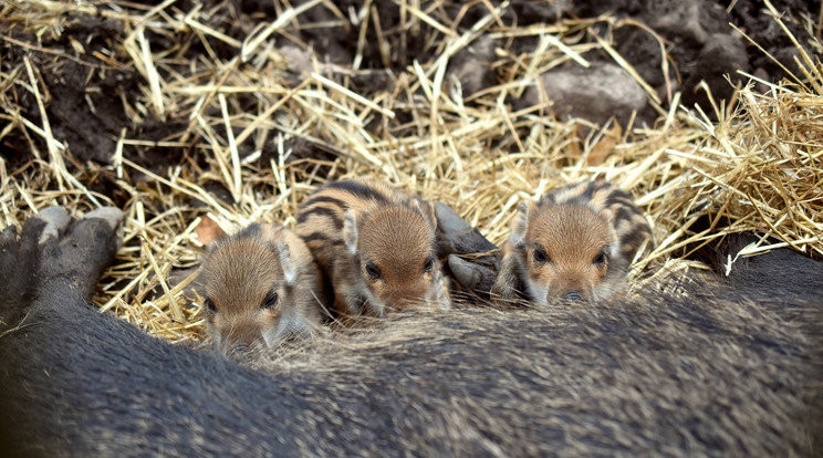 A Budakeszi Vadasparkban csíkos hátú vadmalacok születtek, visongva követelik anyjuktól a napi betevőt /Fotó: Budakeszi Vadaspark 