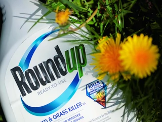 Roundup jest oskarżony o wywoływanie nowotworów
