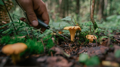 Jak rozpoznać grzyby trujące? Na te gatunki musisz uważać w lesie