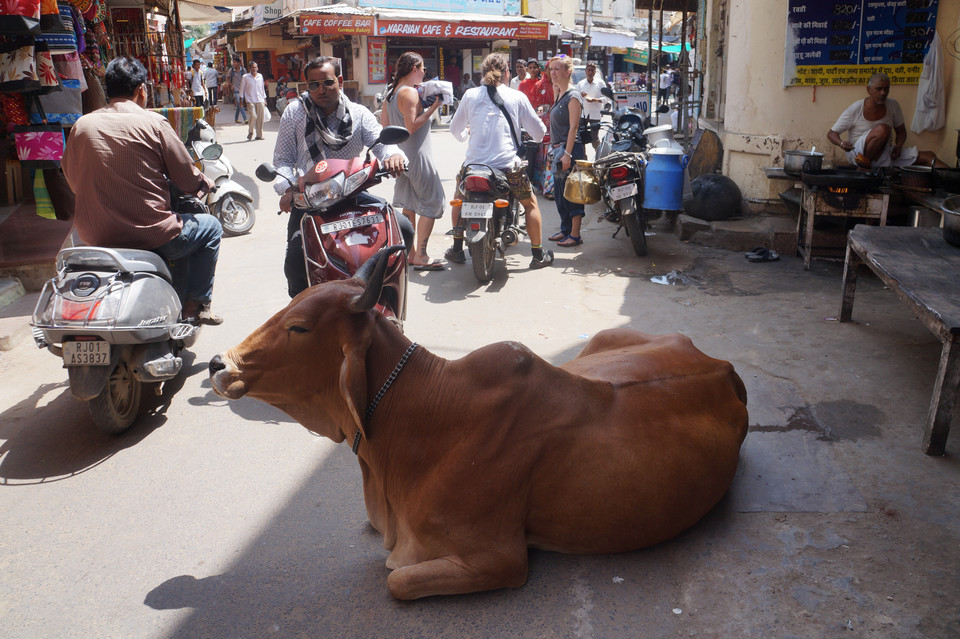 Święta krowa na ulicach Pushkaru, Radżastan