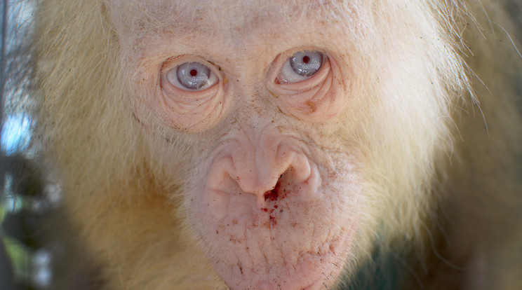 Alba, a világ egyetlen ismert albínó orangutánja/Fotó: AFP