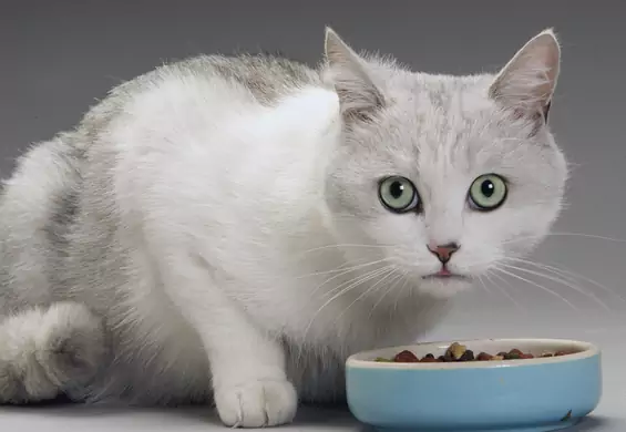 Powstała mięsna karma dla kotów bez potrzeby zabijania zwierząt. "Mysie ciasteczka" to rewolucja
