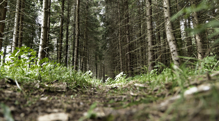 Az erdőben hagyta gyermekét a pár - illusztráció! /Fotó: Northfoto