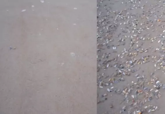 Małże wychodzące spod piasku to najdziwniejsza rzecz, jaką możesz zobaczyć nad morzem