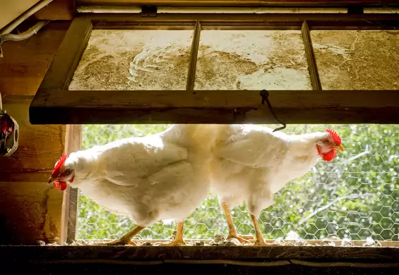 Przydomowy kurnik — ile kosztuje hodowanie kur w ogrodzie?