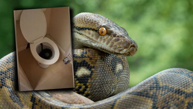 Przerażona kobieta znalazła ogromnego węża. Utknął w jej toalecie [NAGRANIE]