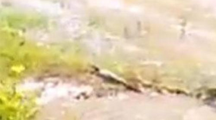 Pánik! Krokodilt láttak egy tóban - videó