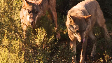 "Odczarowanie złego wilka". Wilki iberyjskie i ich położenie w Hiszpanii