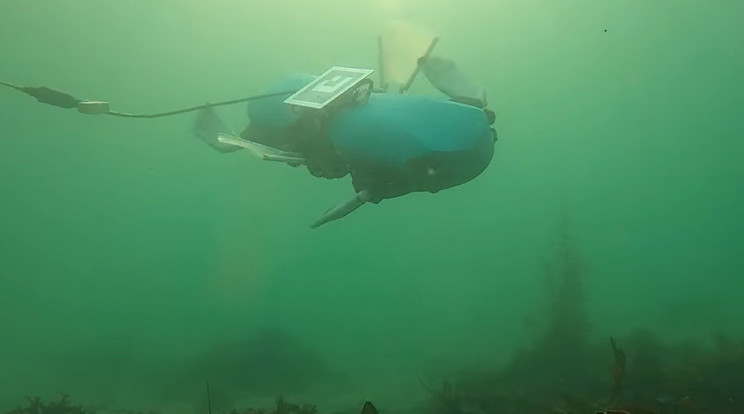 A különleges BLUE nevű robot képes úszni, kúszni és sétálni is a víz alatt / Fotó: YouTube