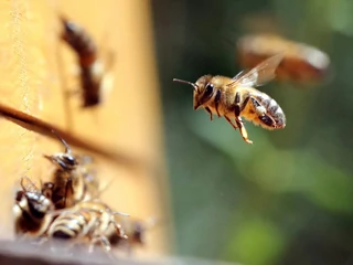 Nowe prawo zapobiegające wymarciu pszczół