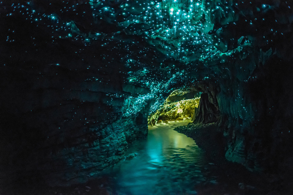 Nowa Zelandia - 
Waitomo Glowworm Caves, jaskinie świecących robaczków