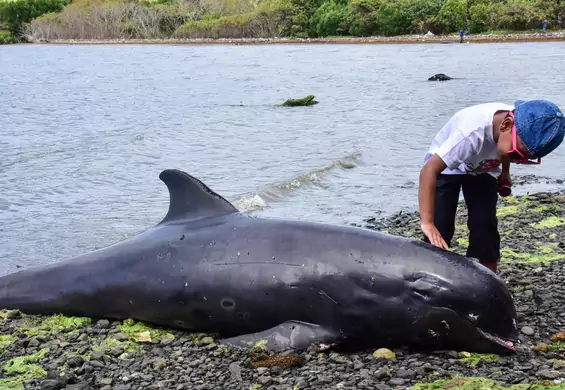 Po wycieku ropy naftowej na plaży znaleziono kilkadziesiąt martwych delfinów. Znów winny człowiek