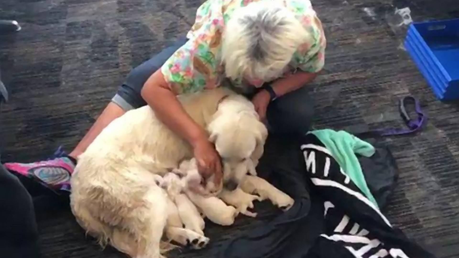 Labradorka koja je dobila osam štenaca nasred aerodroma je heroj dana