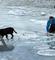 ZEMUNCI, SVAKA ČAST Ljudi uskočili u zaleđeni Dunav da bi spasili psa koji se davio!