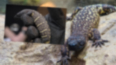 We wrocławskim zoo urodziły się zagrożone wyginięciem helodermy meksykańskie