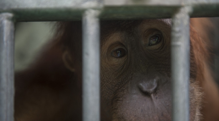 Egy orangutánt akart felvinni a repülőre egy férfi /Illusztráció: Northfoto