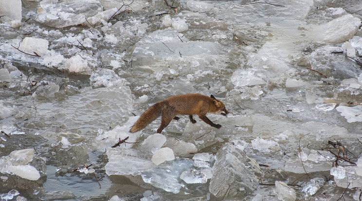 Ez a szegény róka is a jég fogságában rekedt /Fotó: MTI Balázs Attila