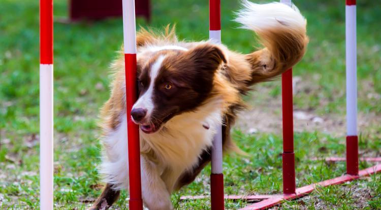 A kutyák nagyon élvezik az agilityt Fotó: Getty Images