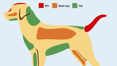 Jak głaskać psa? [INFOGRAFIKA]