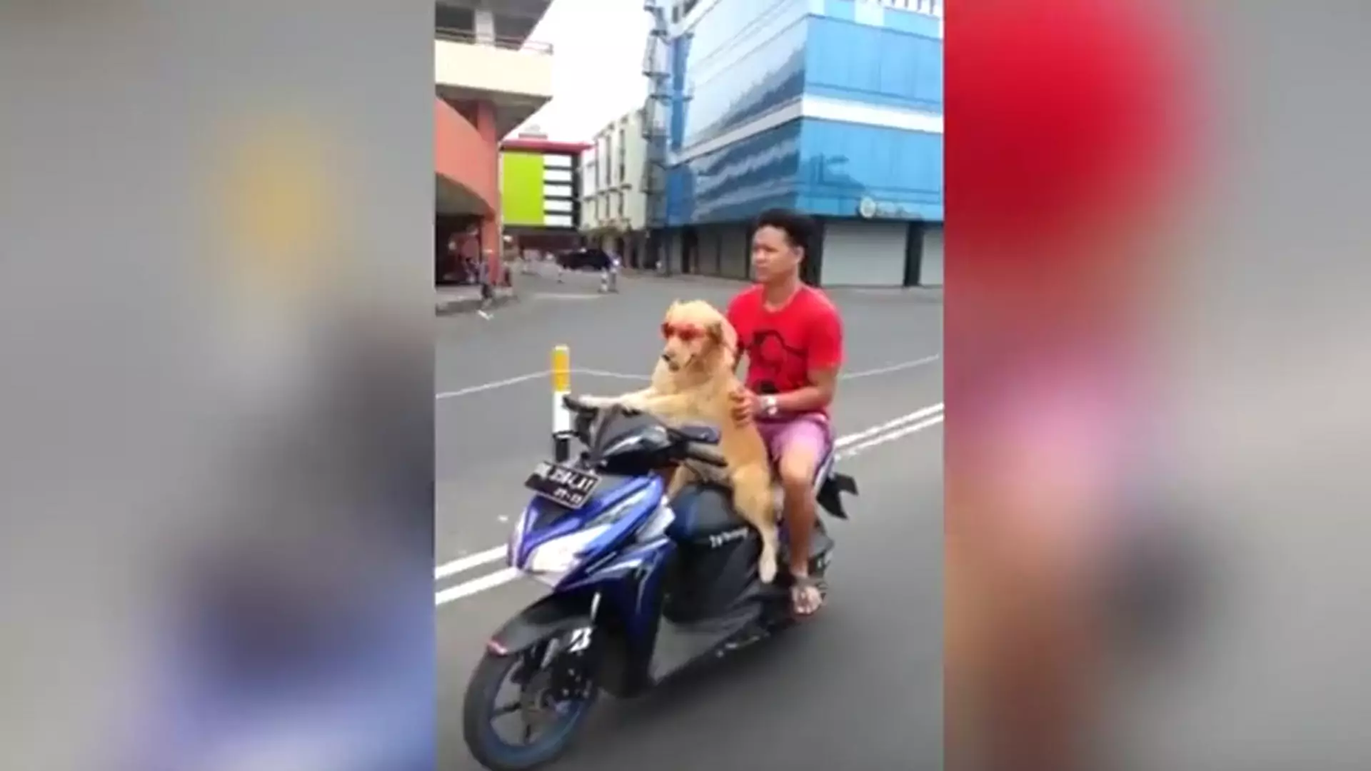 Za szybki, za wściekły: wyczyny tego psa zobaczyło już ponad 4 miliony internautów