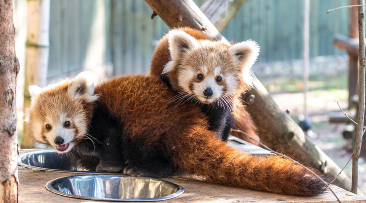A kis pandaikrek nem ijedősek, de ivás közben azért szemmel tartják a környezetet 
