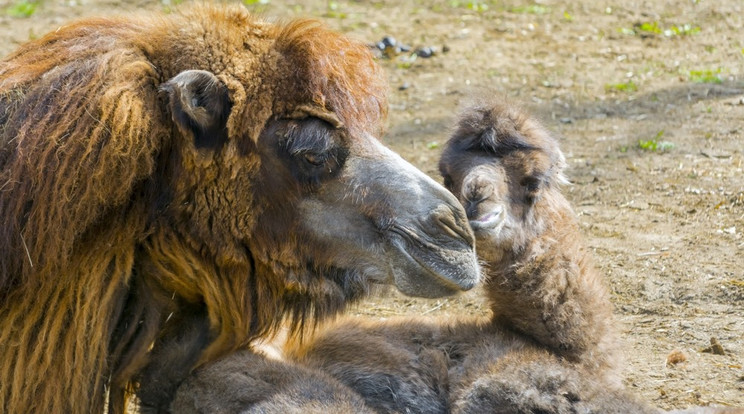 Fotó: Szeged Zoo/Endrédi Lajos