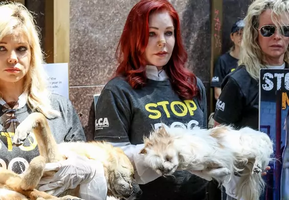 Priscilla Presley z martwym psem w ramionach przed konsulatem. Protestuje w obronie zwierząt