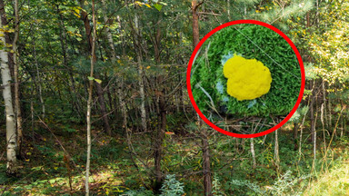 Niezwykłe odkrycie w polskim lesie. Wszyscy się zastanawiają, co to jest