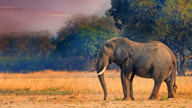 Tanzania: aresztowano kłusownika, który zgromadził kły lub części kłów 117 słoni