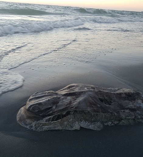 Misteriozna životinja na obali Australije