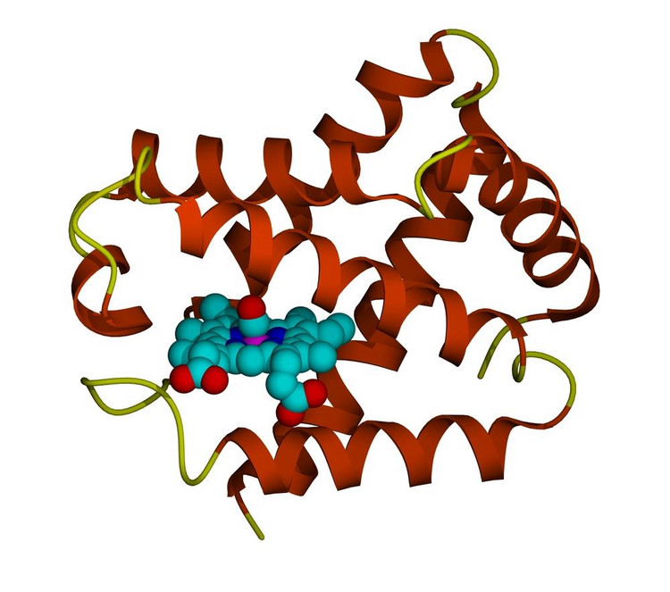 Hemoglobina