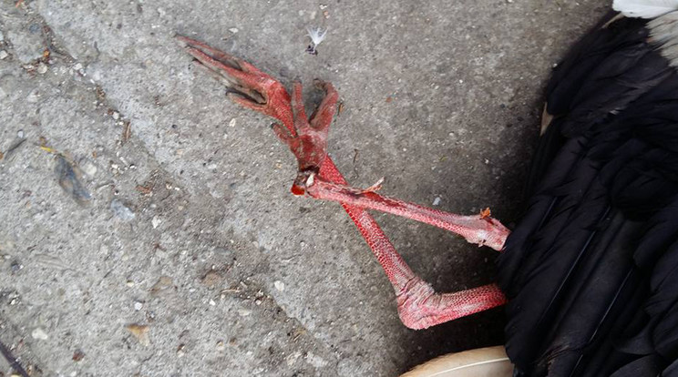 Brutális, kegyetlen módon végeztek a madárral / Fotó: Youtube