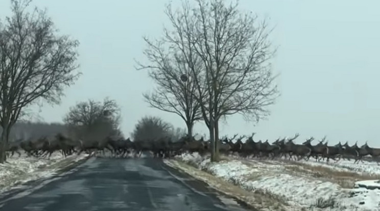 A vonuló szarvas csorda / Fotó: Nyugat