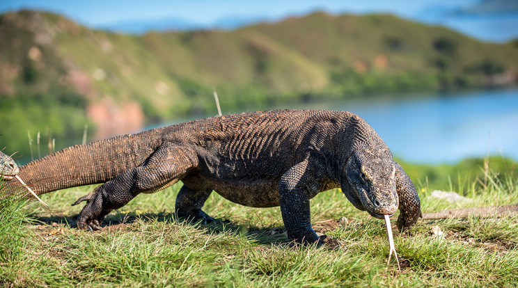 Komodói varánusz (Képünk illusztráció!) / Fotó: Shutterstock