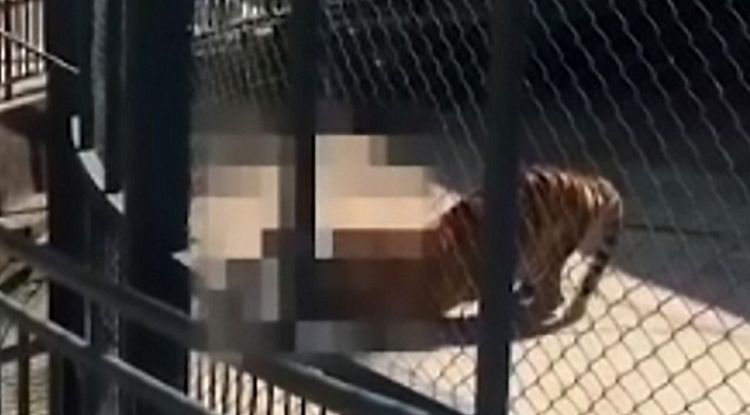 Szétmarcangolta gondozóját a tigris az állatkertben
