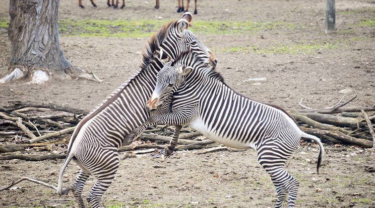 A nyíregyházi zebrák már érzik a tavaszt, s a napsütésben próbálgatták erejüket /Fotó: Facebook