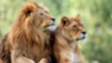 Lwy w Hiszpanii mają koronawirusa? Pozytywny wynik testu