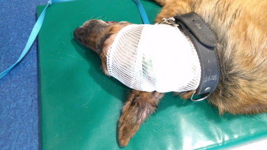 Wrocław: apel o pomoc dla ciężko chorego psa
