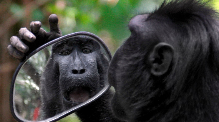 Magát nézegeti egy majom a tükörben / Fotó: Profimedia-Reddot