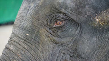 Tajlandia: w parku narodowym zginęło sześć słoni
