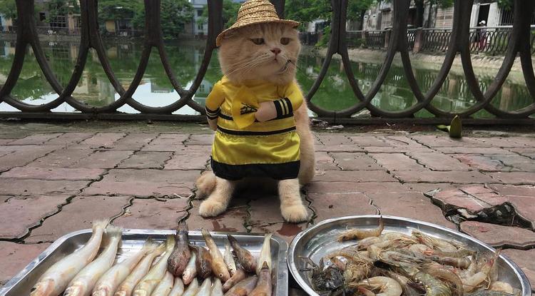 Dobni fogsz egy szaltót a legcukibb vietnámi halárustól - KÉPEK