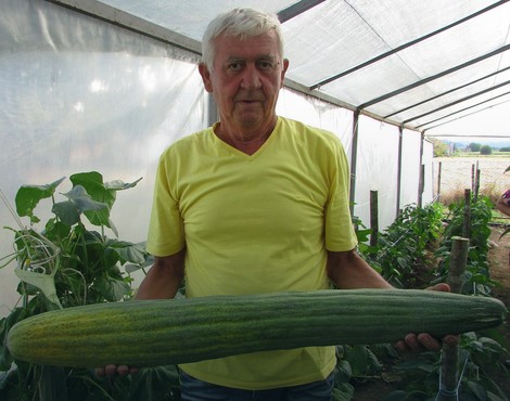 Dragoljub Đukić sa krastavcem od 7,5 kilograma
