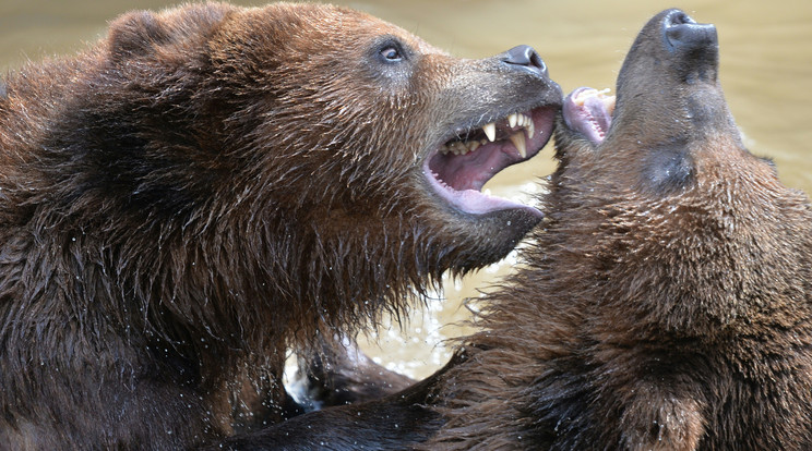 Egyre arcátlanabbak a medvék térségünkben / Fotó: AFP