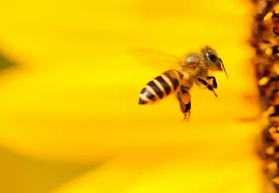Siedem powodów, dlaczego pszczoły to nasze najlepsze ziomki