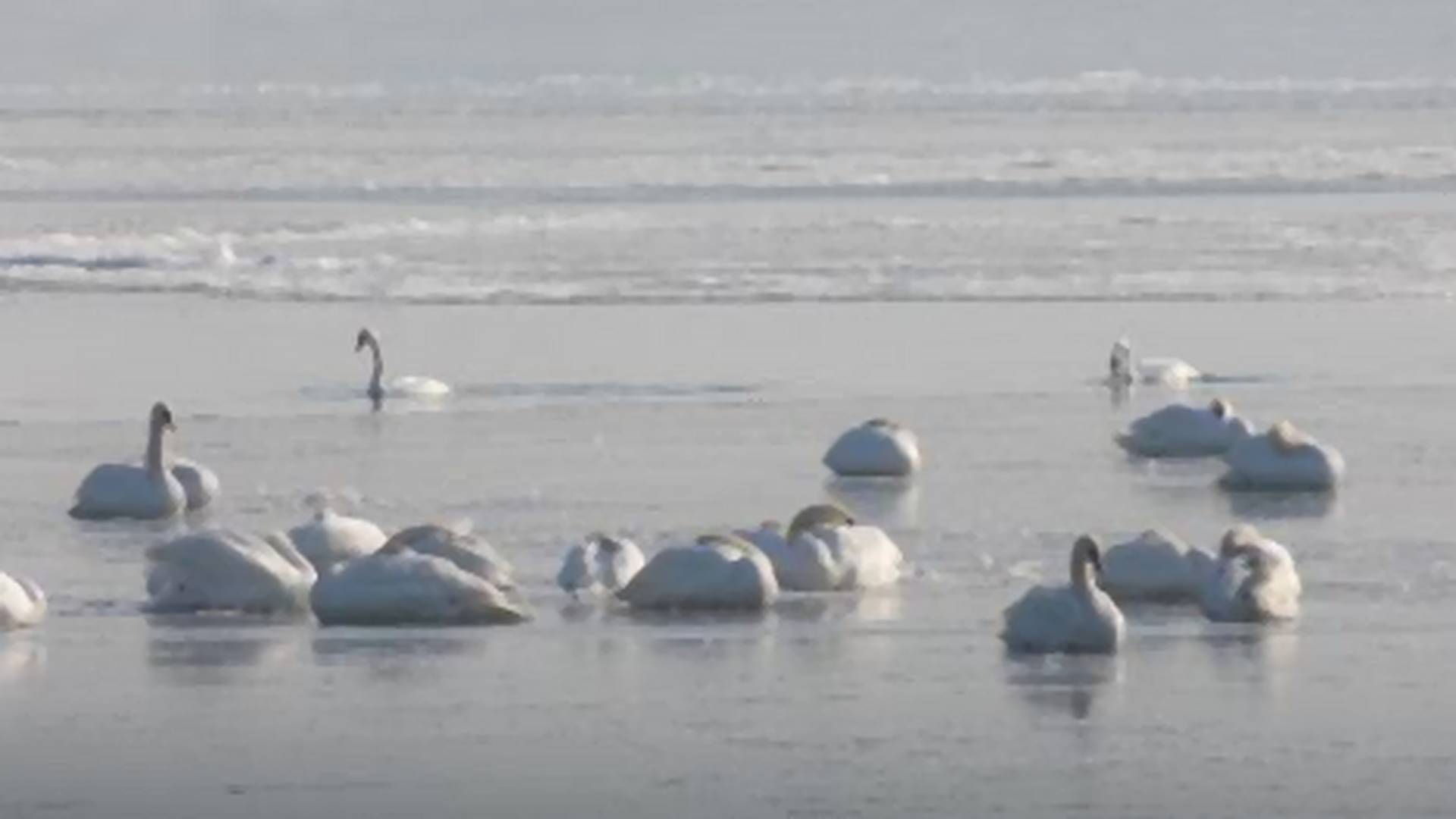 Scena koja lomi srce: Labudovi na Zemunskom keju zarobljeni u ledu