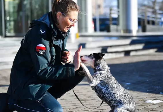 Edek przeszedł na emeryturę. Wyniuchał ponad 2,5 tony narkotyków. "Zawsze był śmiesznym pieskiem"