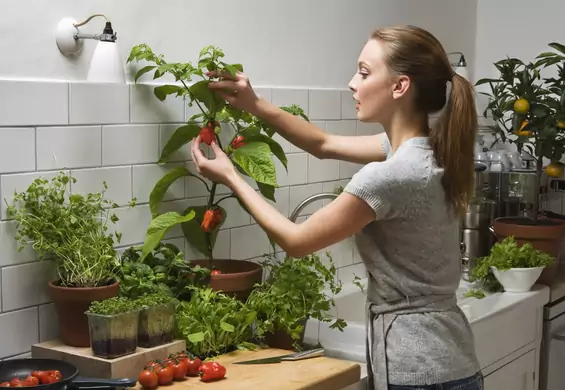 Te pięć gatunków roślin poprawi twój nastrój. Koniecznie ustaw je w domu!