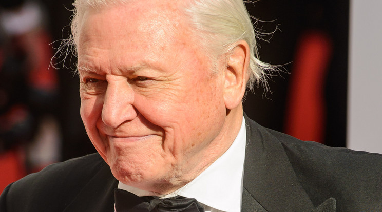 David Attenborough ma 90 éves! /Fotó: AFP