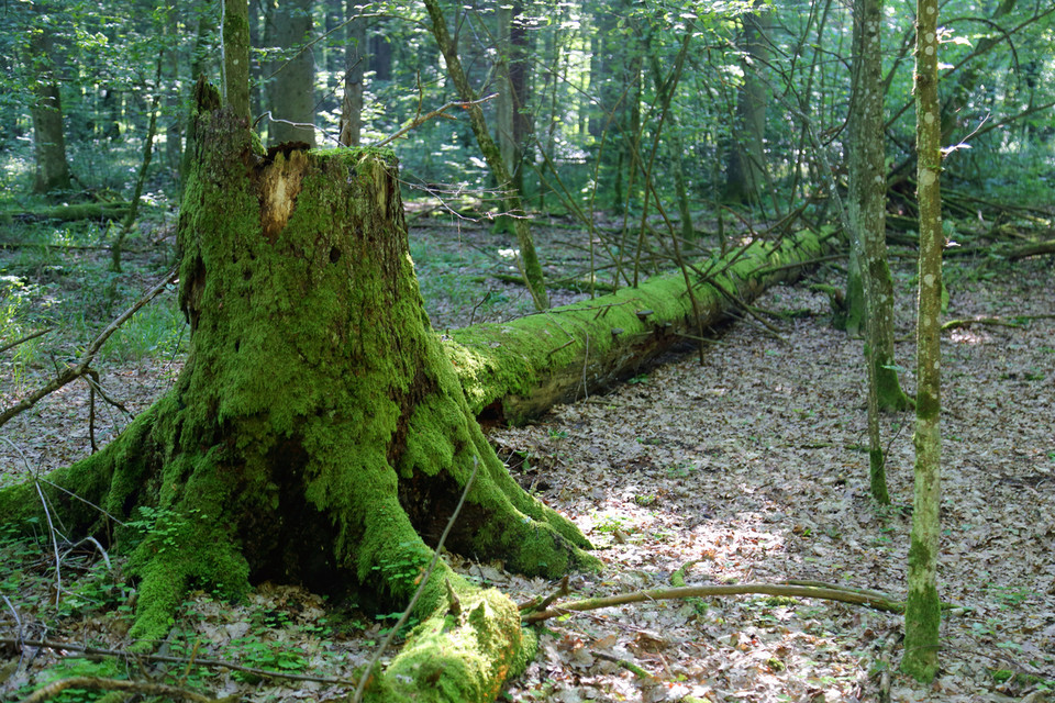 Puszcza Białowieska