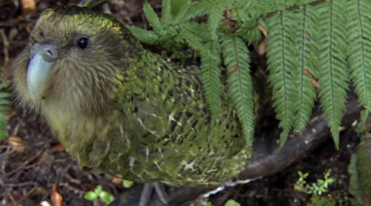 Kakapó / Fotó: Youtube  - BBC